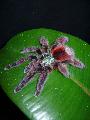 Avicularia versicolor adult nstny