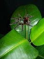 Avicularia versicolor adult nstny