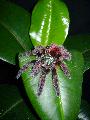 Avicularia versicolor adult nstny