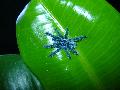 Avicularia versicolor adult 3.vedls