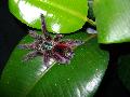 Avicularia versicolor adult nstny