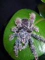 Avicularia velutina adult nstny