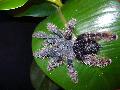 Avicularia velutina adult nstny