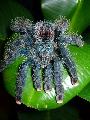 Avicularia azuraklaasi adult nstny