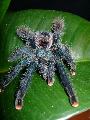 Avicularia azuraklaasi adult nstny