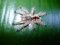 Avicularia minatrix 5.vedls